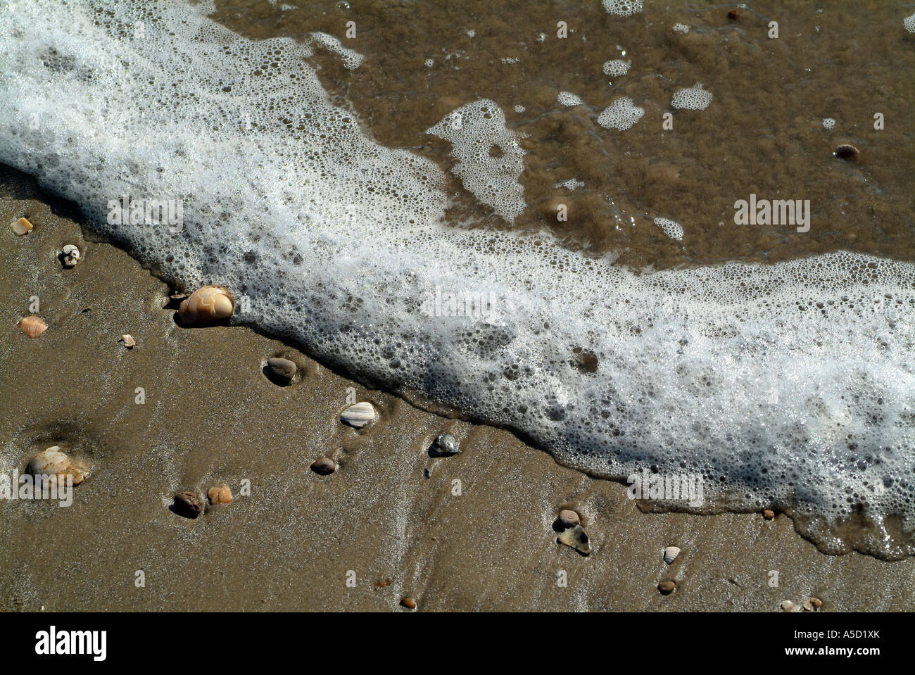 Shells on a sandy beach on Bolivar Peninsula Stock Photo