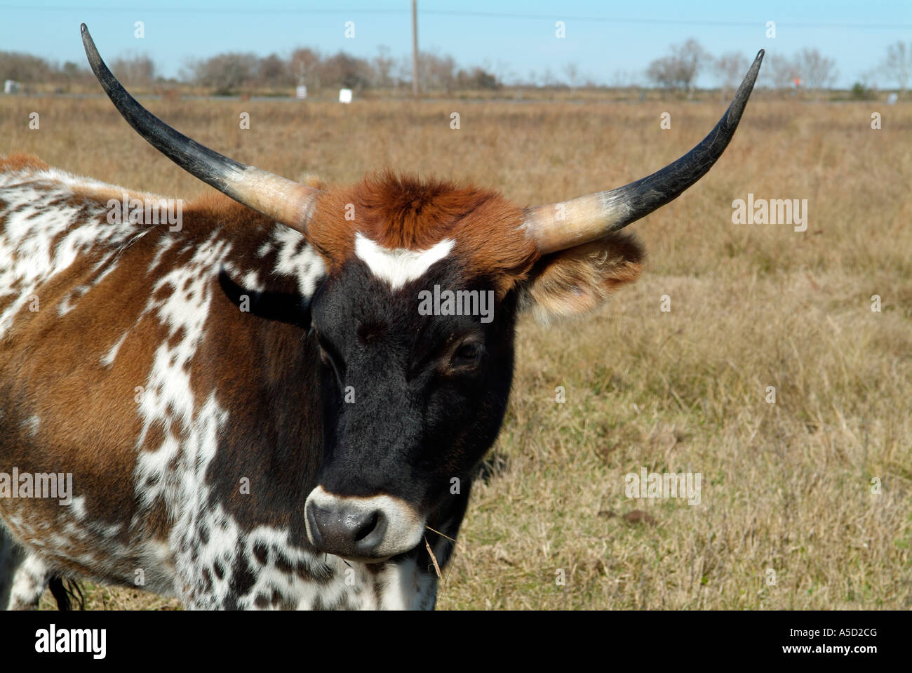 Spotted texas longhorn hi-res stock photography and images - Alamy