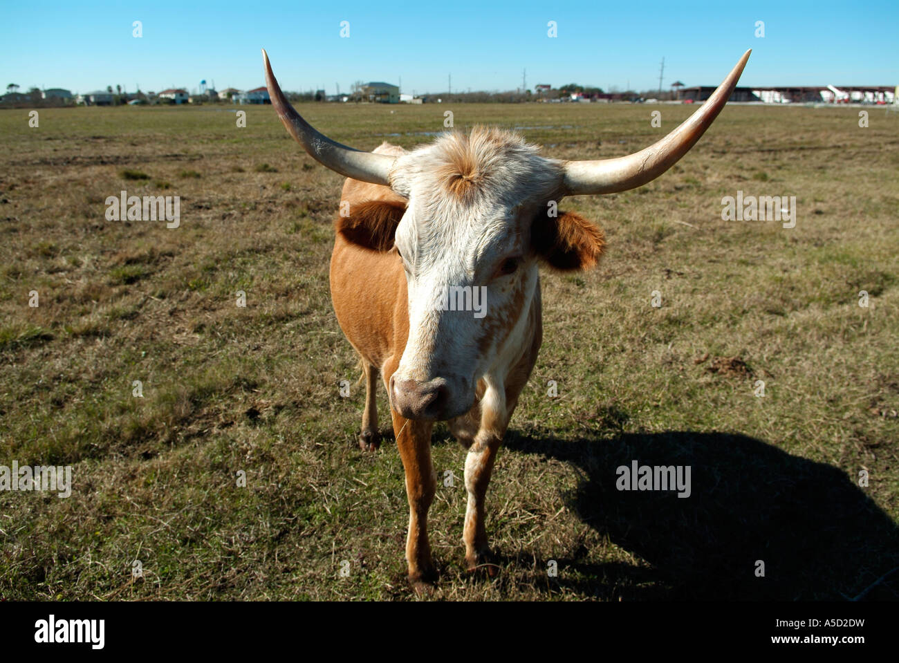 Close up of a long horn cow Stock Photo