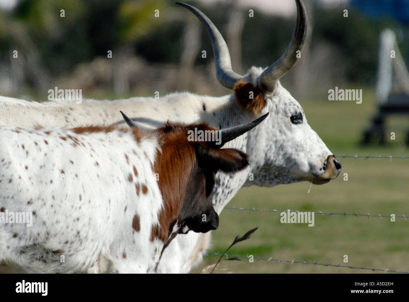 Close up of a long horn cow Stock Photo
