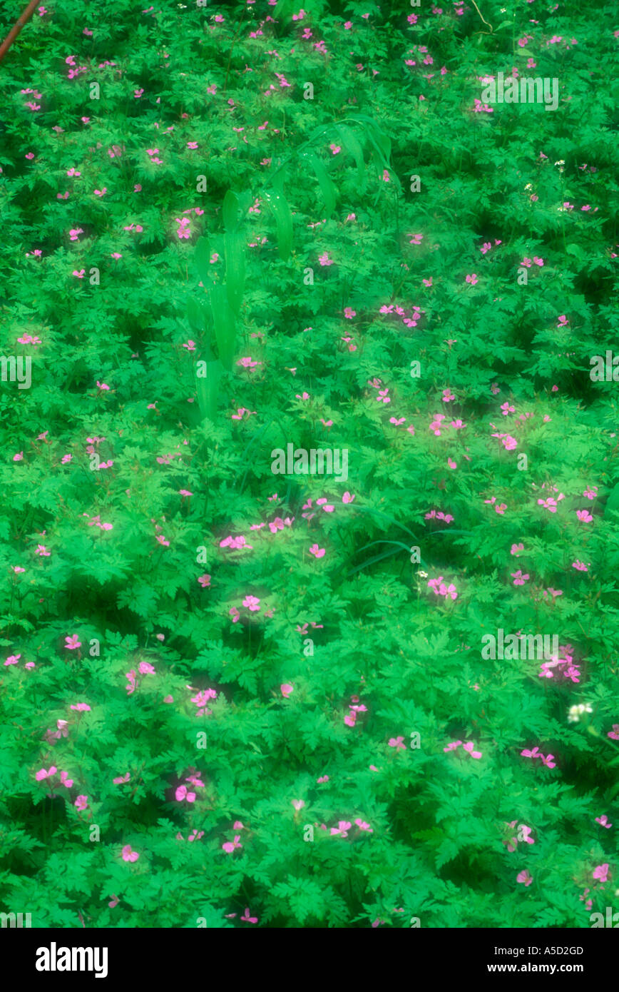 Herb-Robert (Geranium robertianum) Colony in deciduous woodlands, lands,- double exposure, Point Pelee National Park, Greater Sudbury, Ontario, Canada Stock Photo