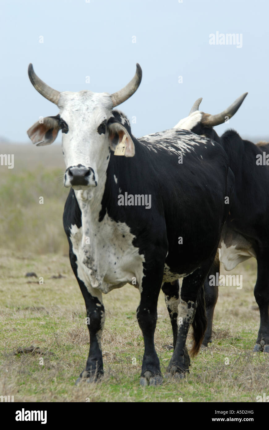 Cows standing in a field of grass Stock Photo - Alamy