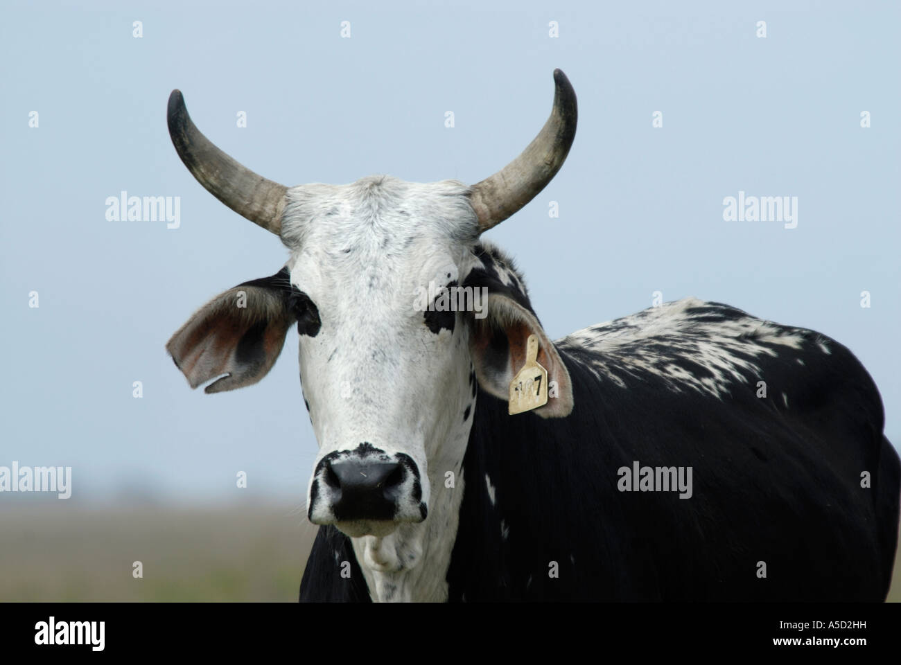 Beef standing hi-res stock photography and images - Alamy