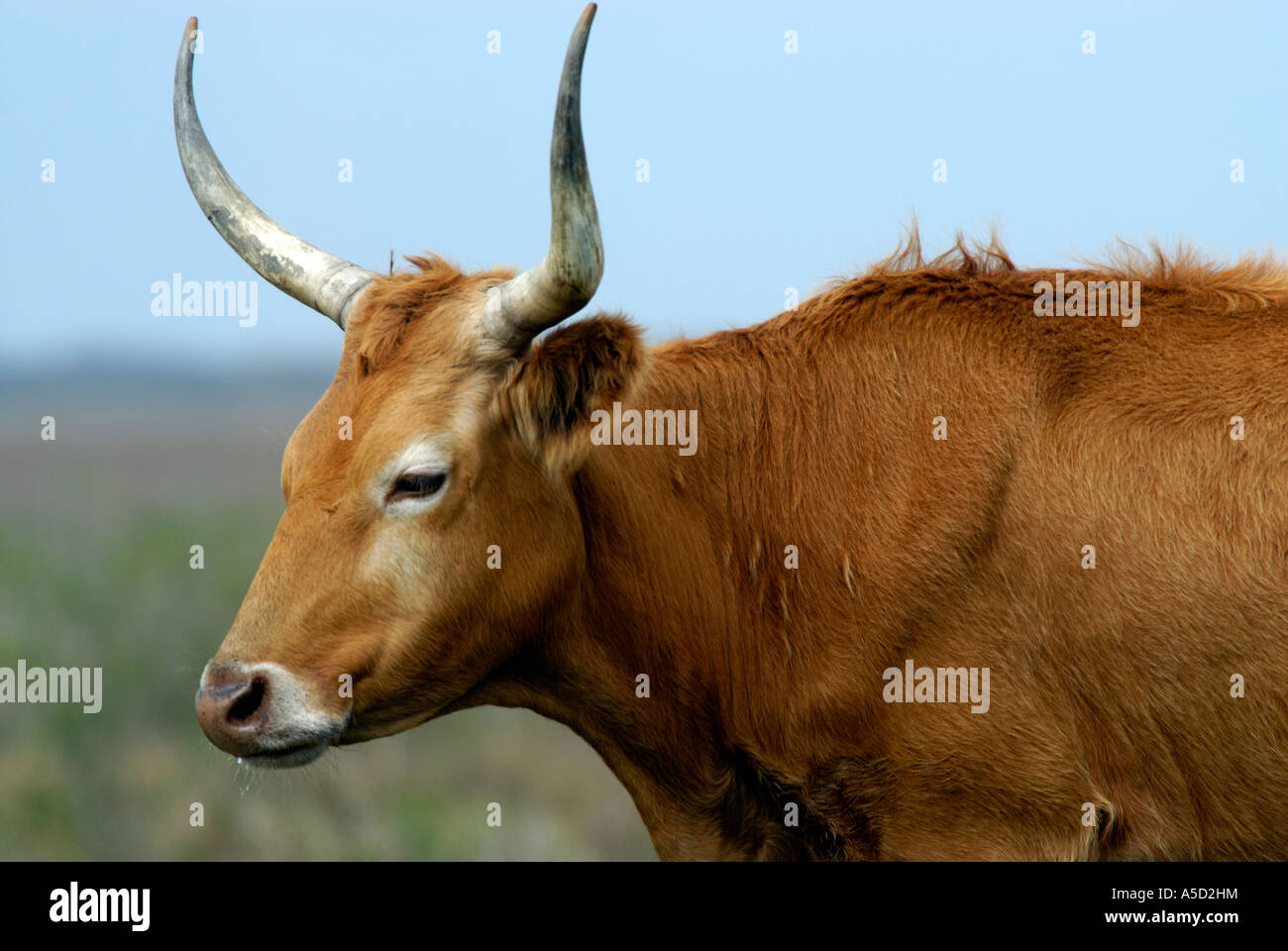 Close up of a brown long horn cow Stock Photo