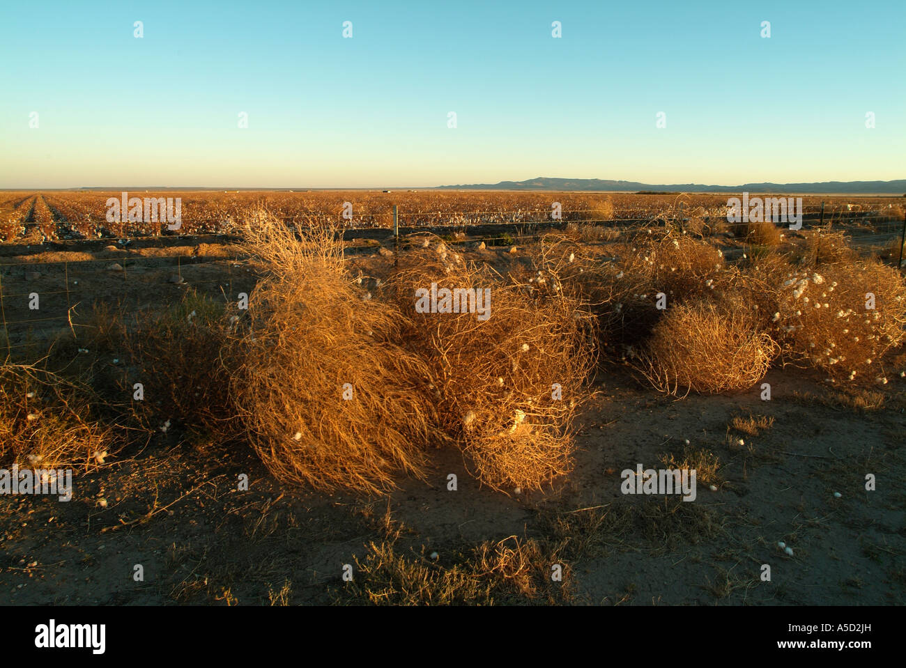 Tumbleweed plants in Pecos area in Texas state, USA. Stock Photo