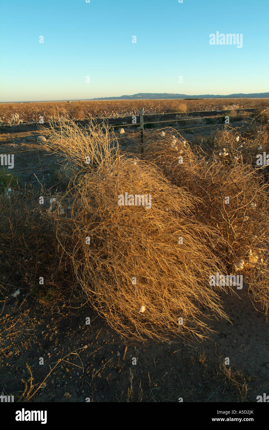 Tumbleweed plants in Pecos area in Texas state, USA. Stock Photo