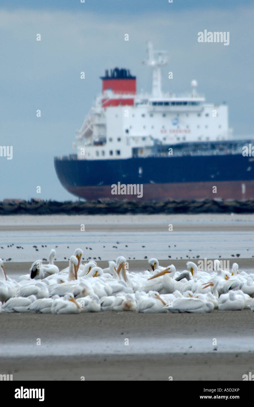 White pelicans on a beach and super tanker in the background Stock Photo