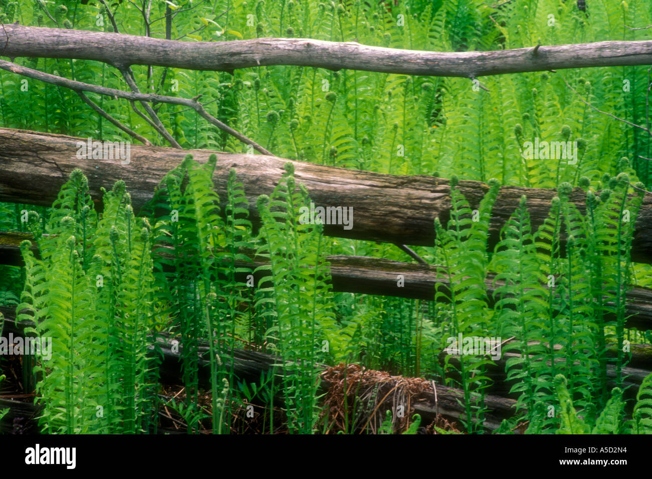 Cinnamon fern (Osmunda cinnamomea) Emerging fronds and cedar split rail