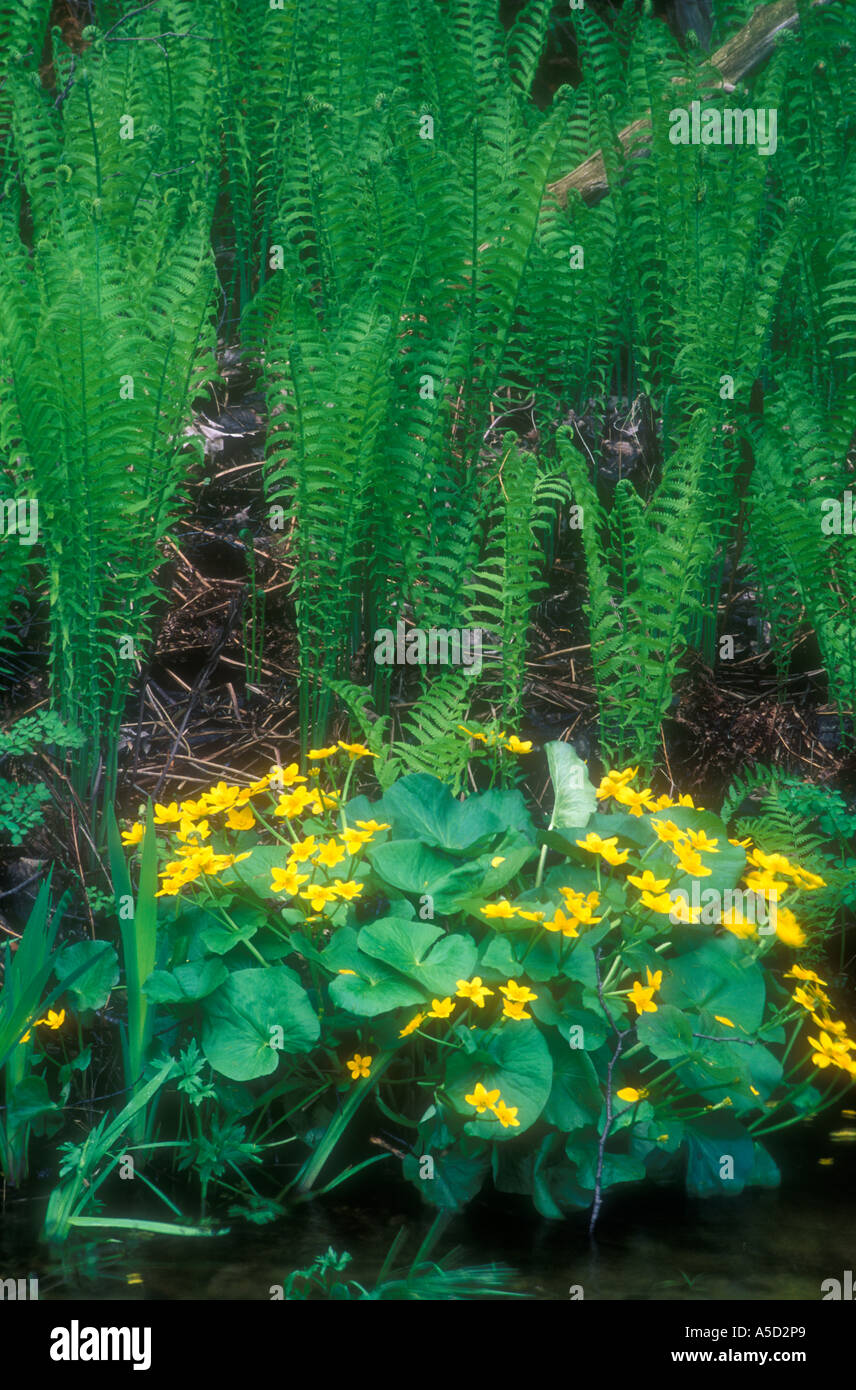 Cinnamon fern Emerging fronds and marsh marigolds, Manitoulin Island, Ontario, Canada Stock Photo