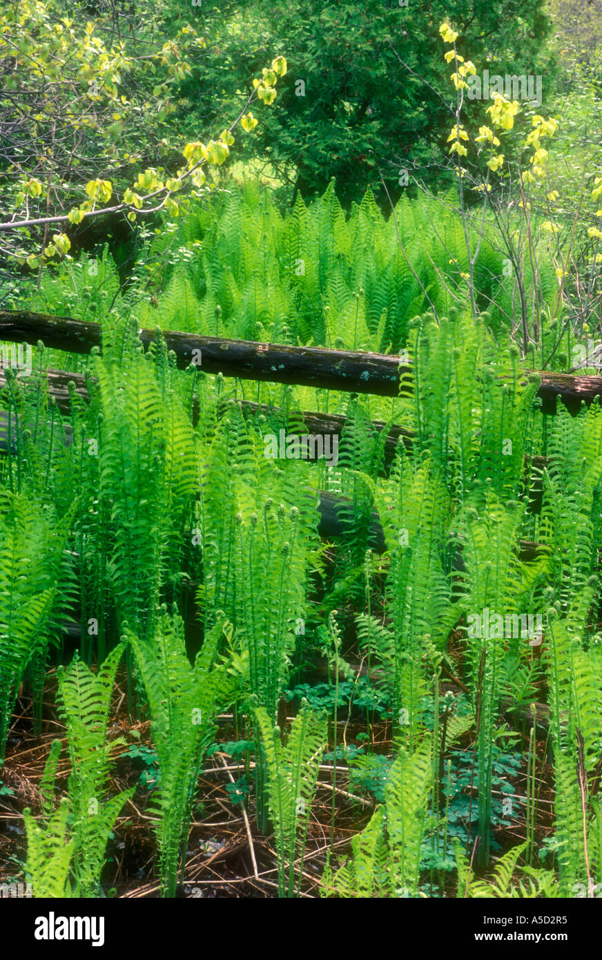 Cinnamon fern (Osmunda cinnamomea) Emerging fronds and cedar split rail fence, Manitoulin Island, Ontario, Canada Stock Photo