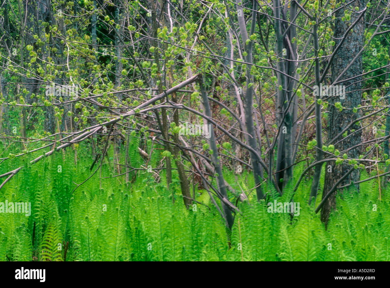 Cinnamon fern (Osmunda cinnamomea) Emerging fronds Manitoulin Island, Ontario, Canada Stock Photo