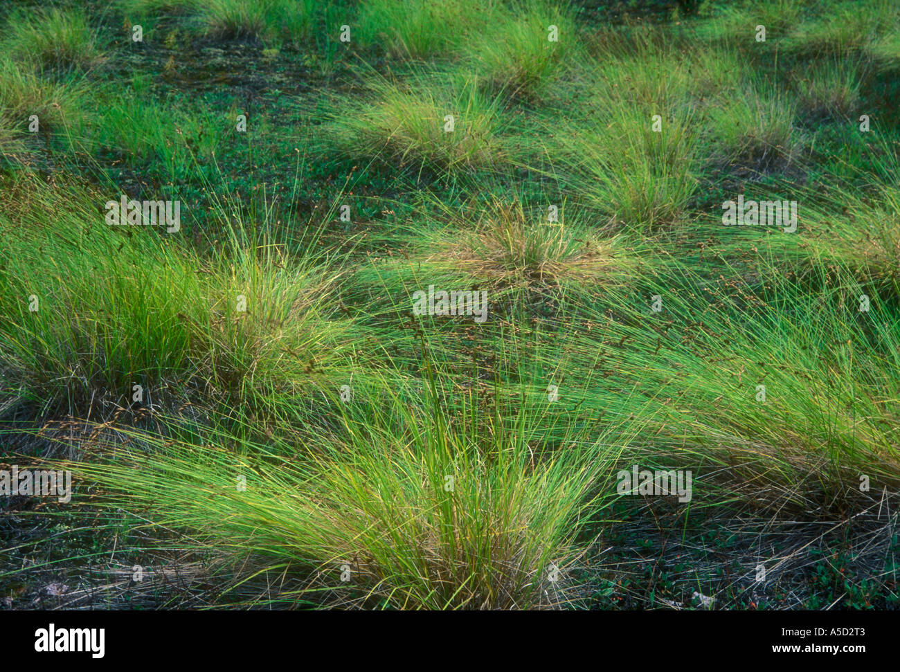Bebb’s sedge (Carex bebbii) Wet meadow plant community in wet meadow