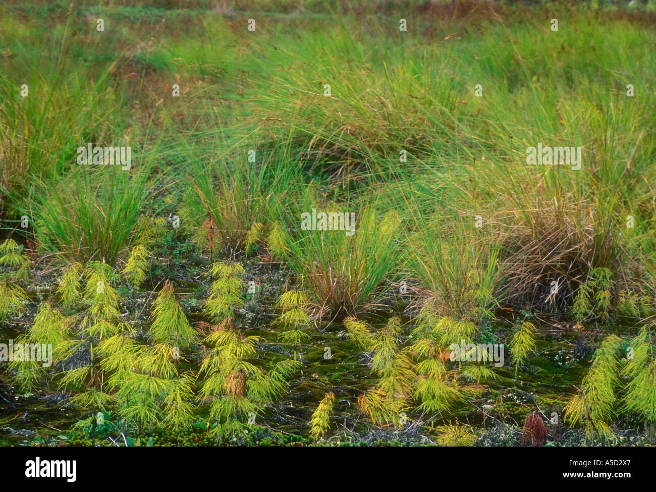 Meadow horsetail (Equisetum pratense) and sedges in wet meadow in late summer, Greater Sudbury, Ontario, Canada Stock Photo