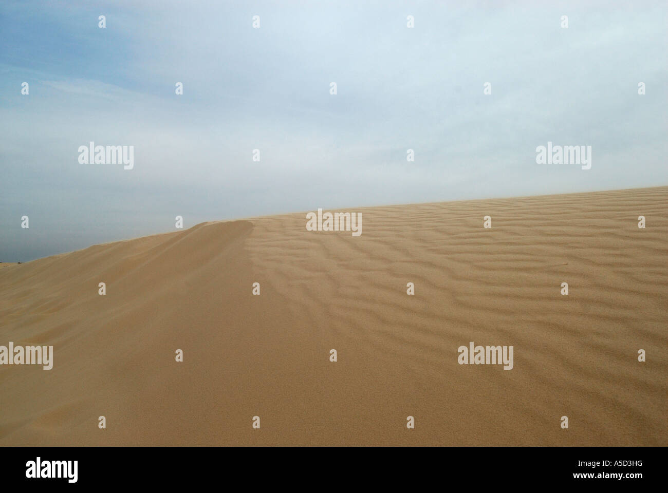 Monahans Sandhills dunes in West Texas Stock Photo - Alamy