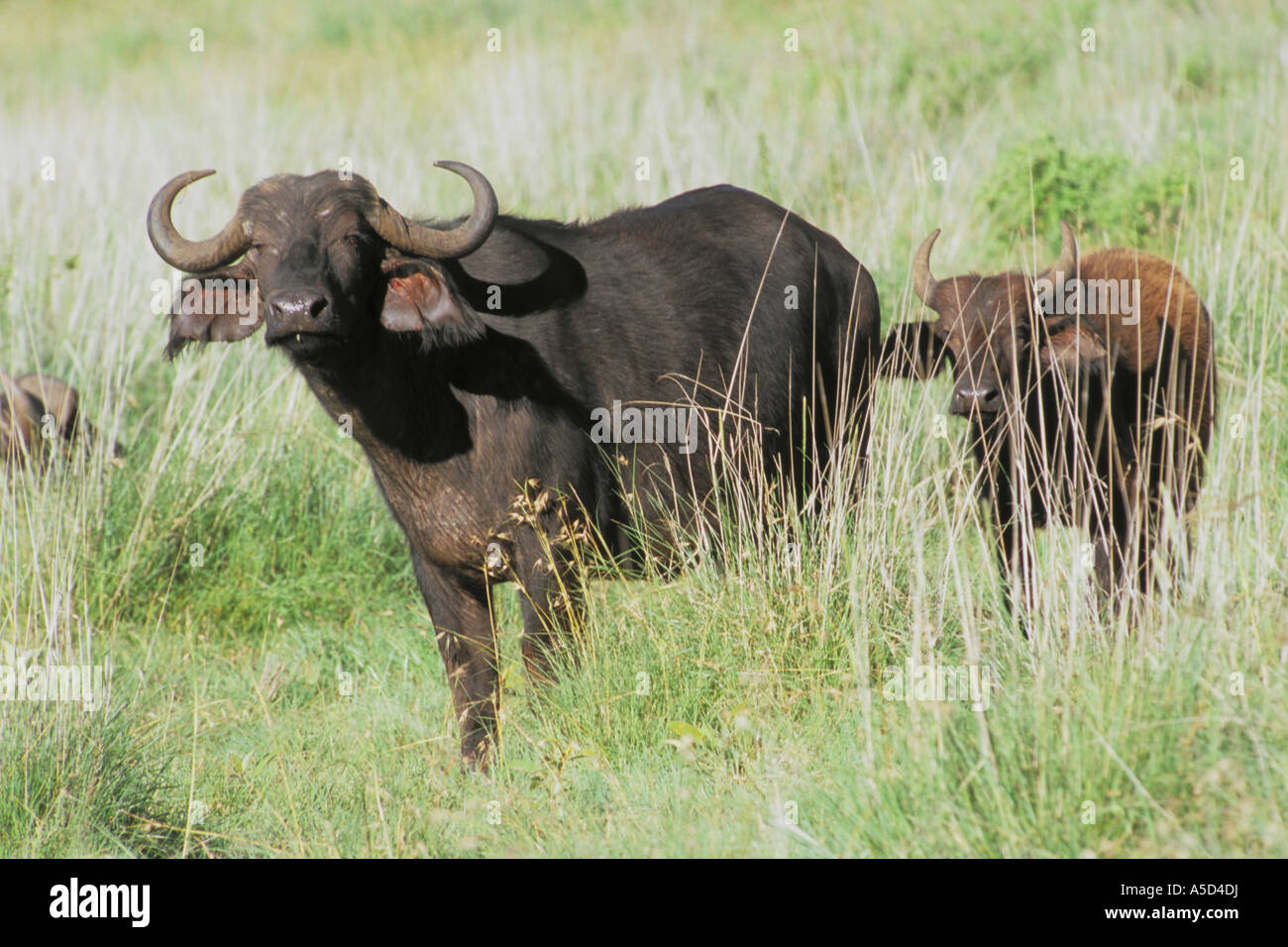 Tanzania Ngorongoro Crater Buffalo Stock Photo - Alamy