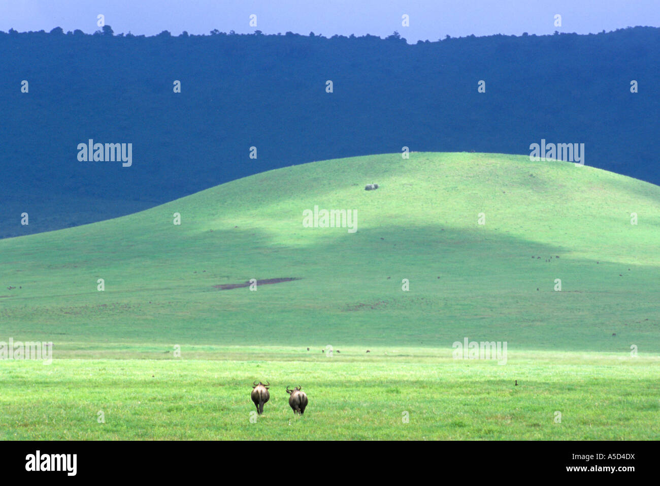 Tanzania Ngorongoro Crater landscape Stock Photo