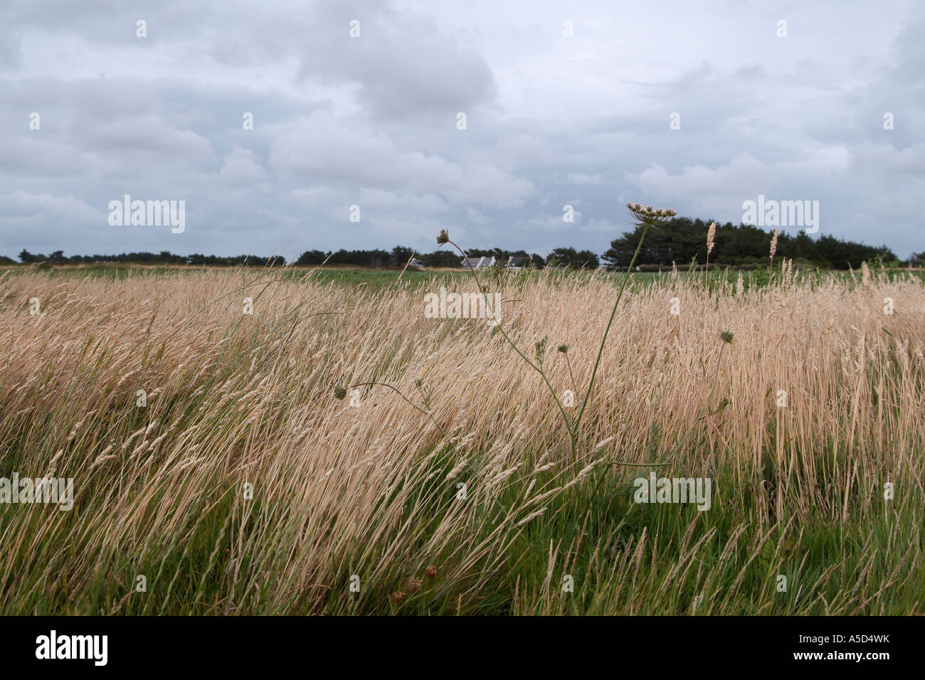 Field of wild grass in Belle Ile en Mer Stock Photo Alamy