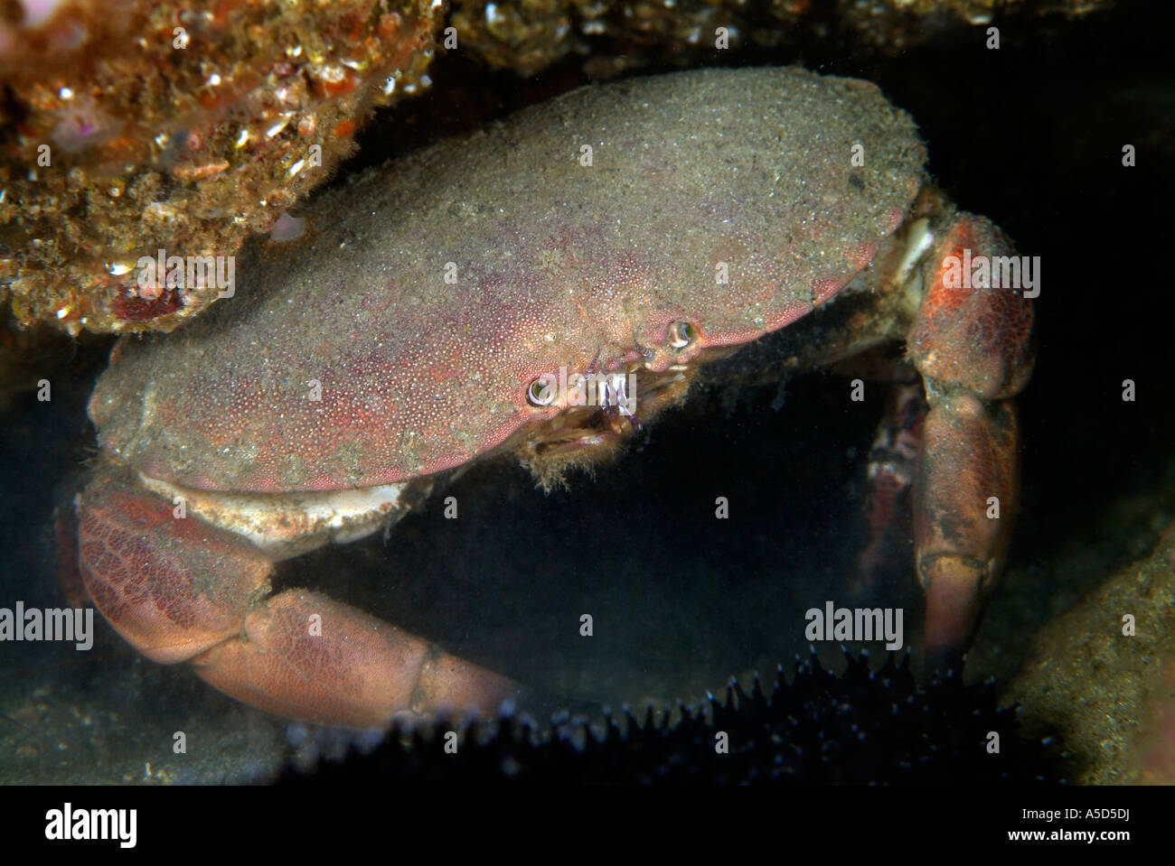 Edible, puncher crab in Brittany Stock Photo Alamy