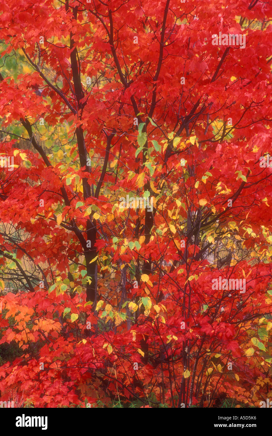 Red maple (Acer rubrum) Peak autumn colour in maple tree with silver birch foliage, Greater Sudbury, Ontario, Canada Stock Photo
