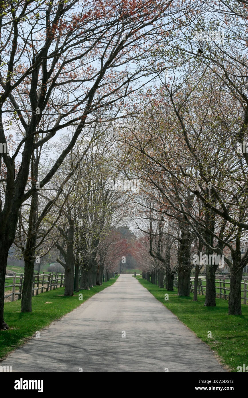 Tree-lined Road Onto a Country Estate Stock Photo