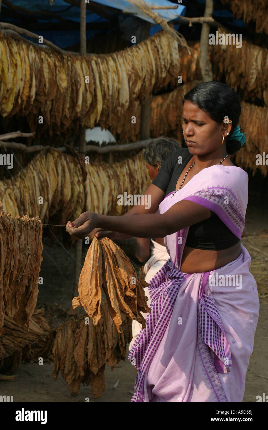 village tobacco Tobacco growing village with all members of the village working to dry and  sort the tobacco leaves.Orissa.India Stock Photo