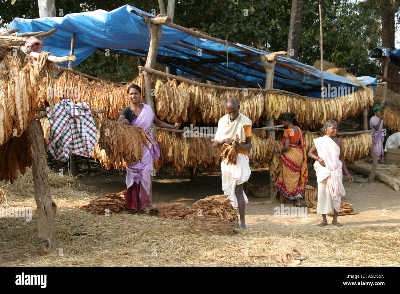 Desia Kondh tobacco growing village in Orissa Stock Photo