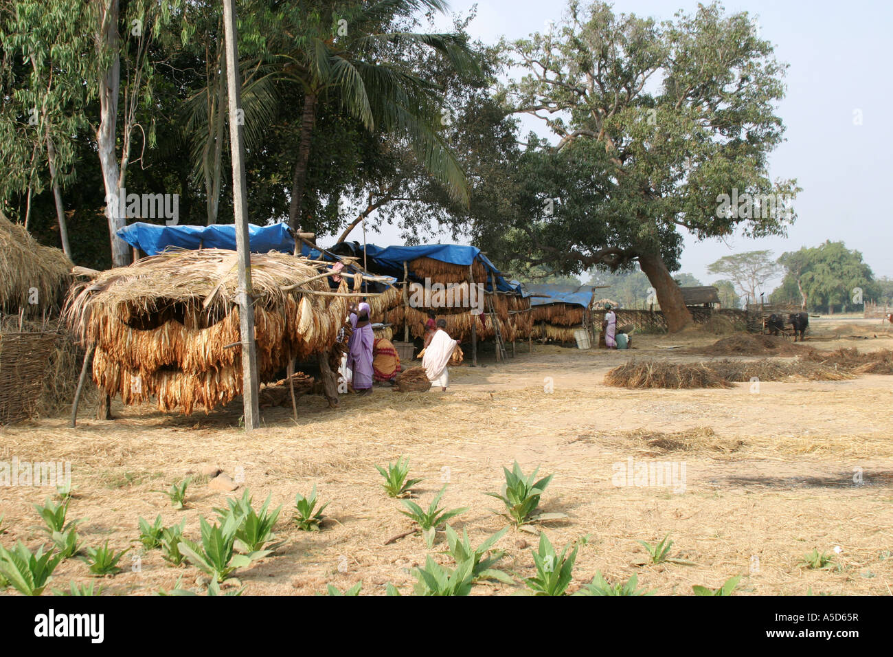 Desia Kondh tobacco growing village in Orissa Stock Photo