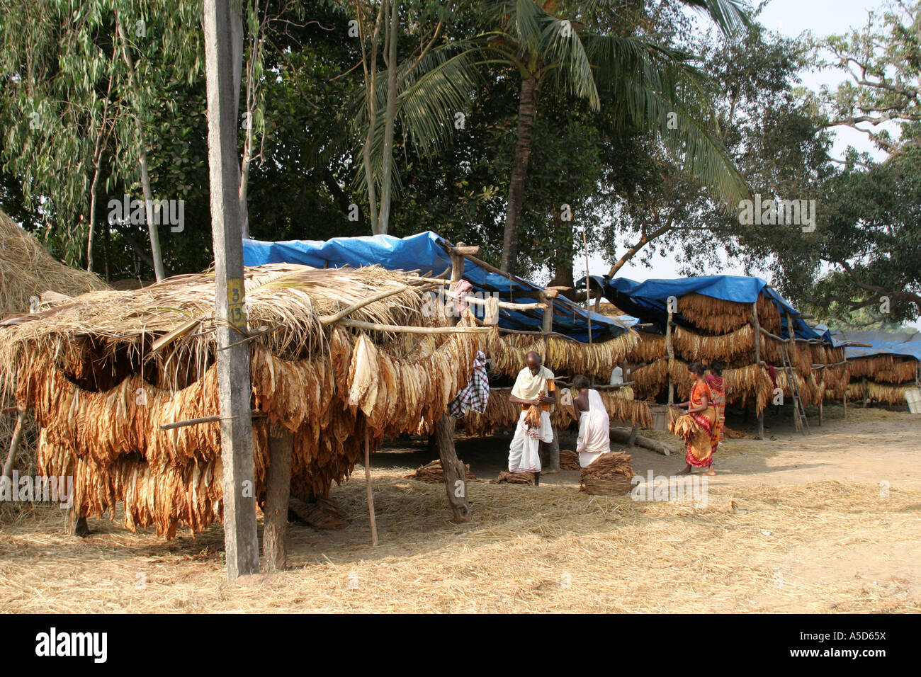 Desia Kondh tobacco growing village in Orissa Stock Photo