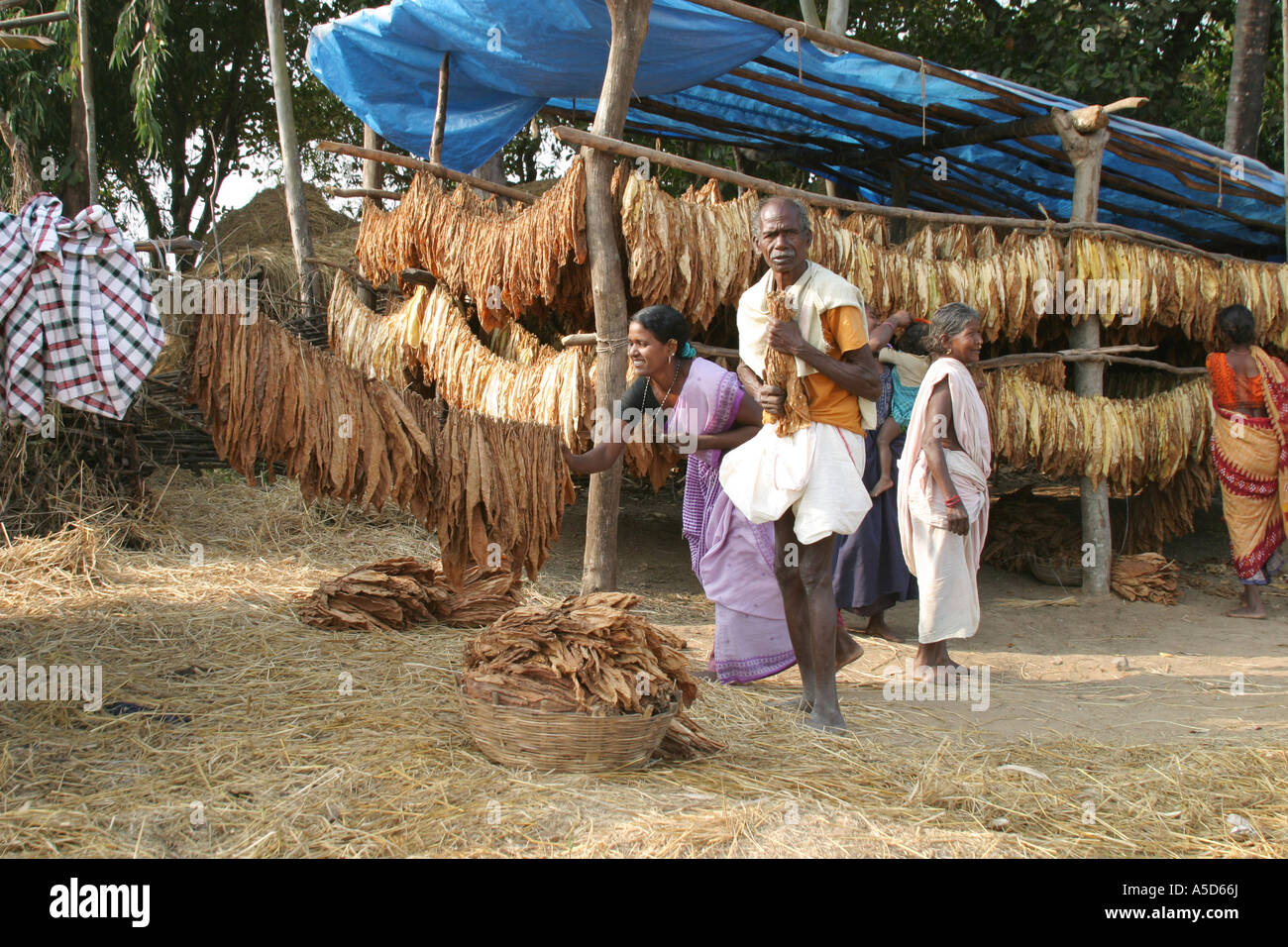 Desia Kondh tobacco growing village in Orissa Stock Photo