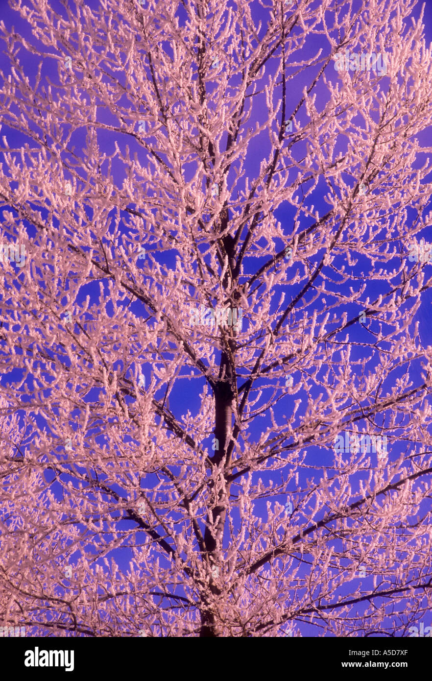 Frosted aspen tree  Greater Sudbury Ontario Stock Photo