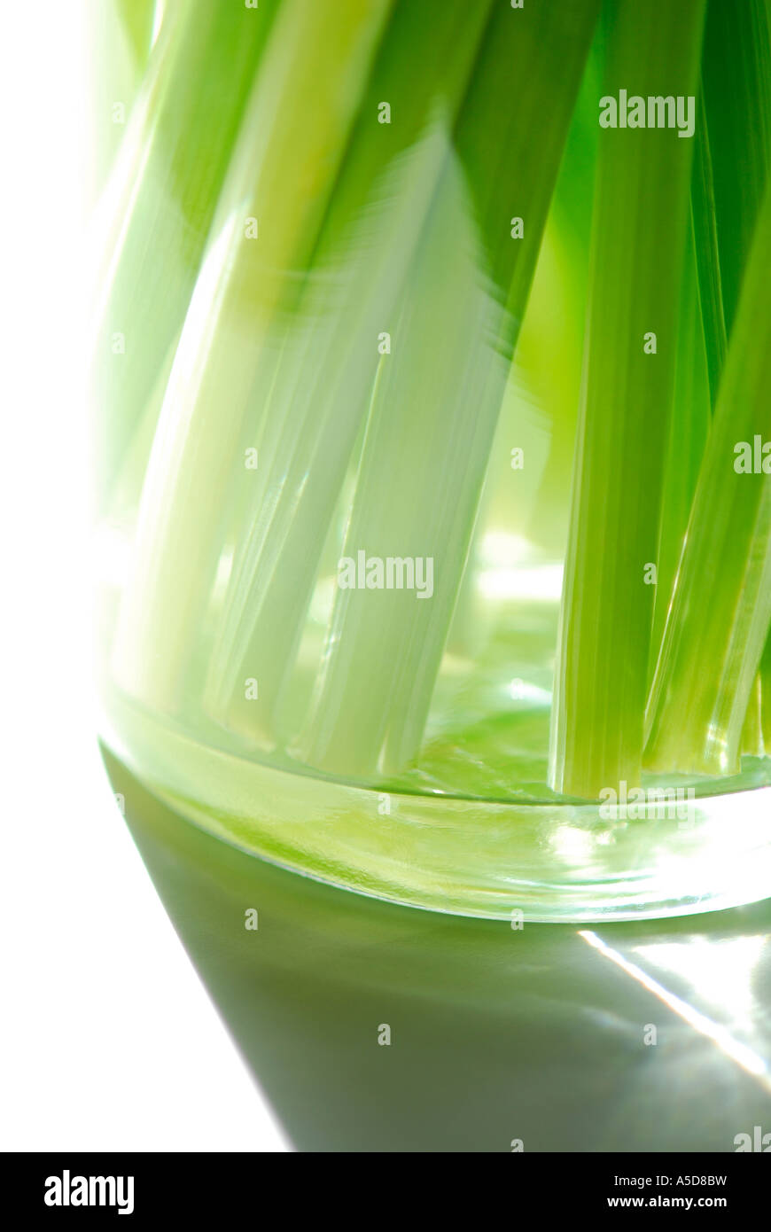 daffodil stems in glass vase on white background Stock Photo Alamy