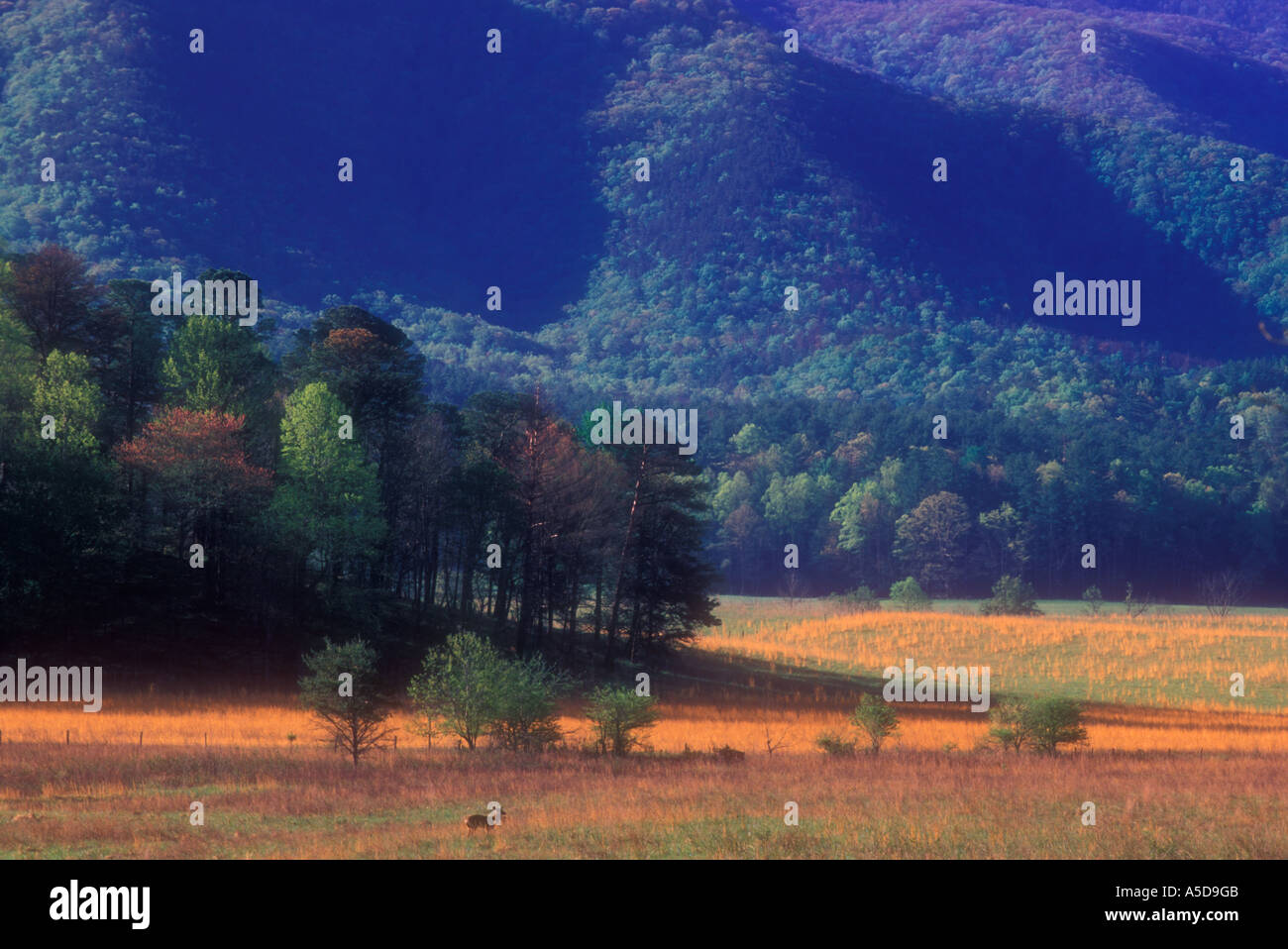 Distant deer foraging in grasses in pasture at Cades Cove Great Smoky ...