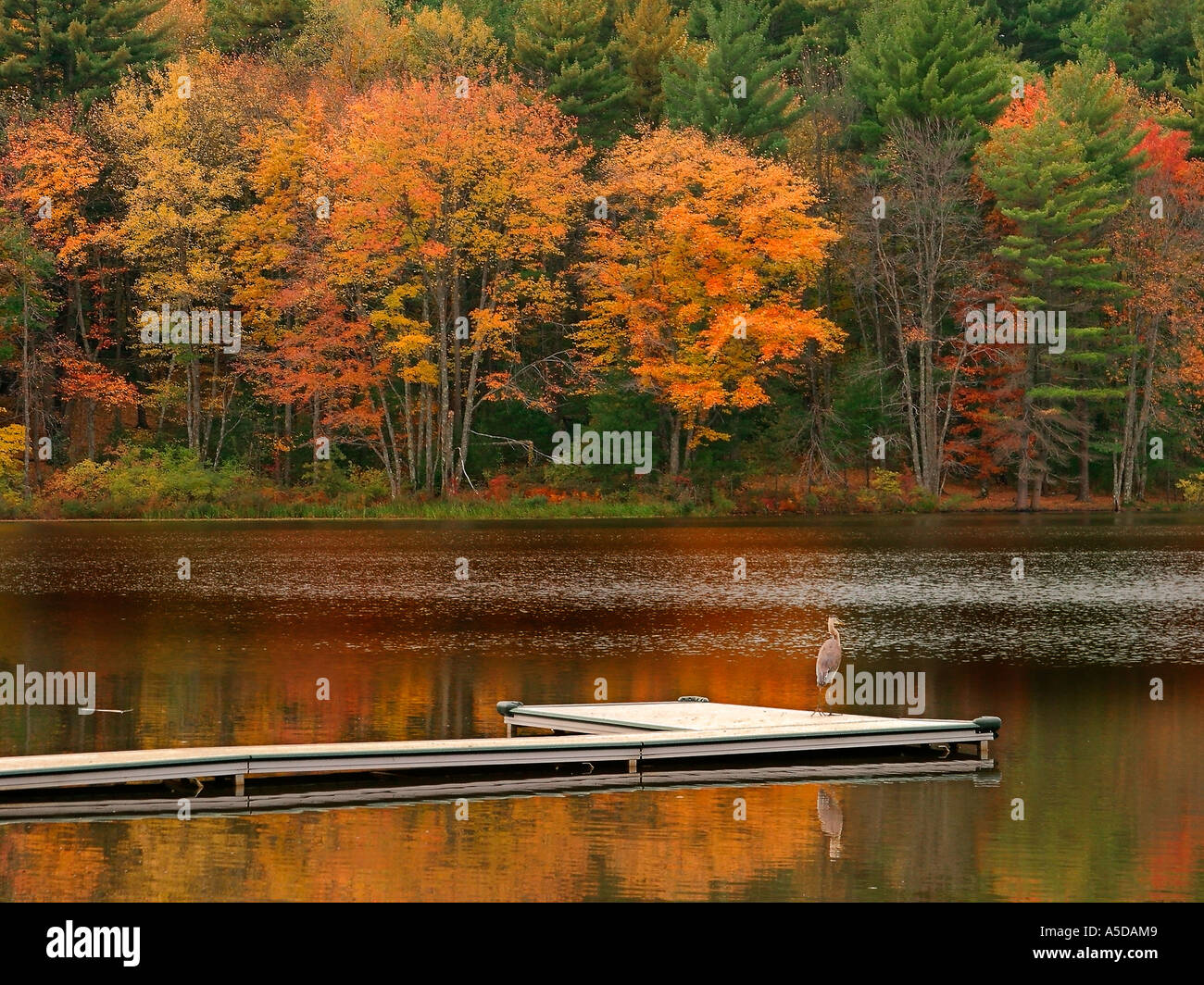 Pond with fall color hi-res stock photography and images - Alamy