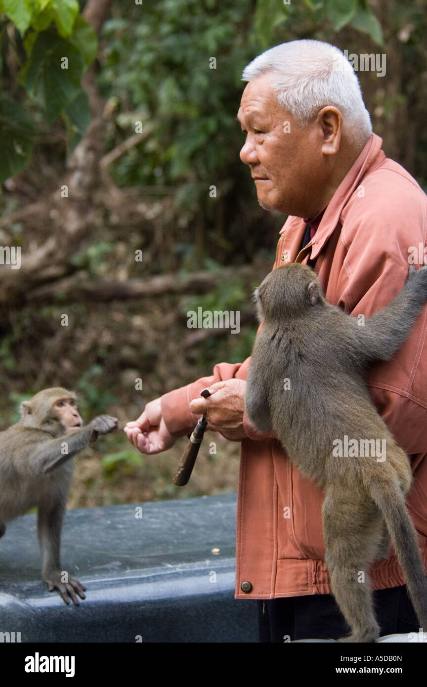 Stock photo of a man feeding Formosan Rock Monkey near Ershui Taiwan Tourists are not meant to feed the monkeys in this area Stock Photo