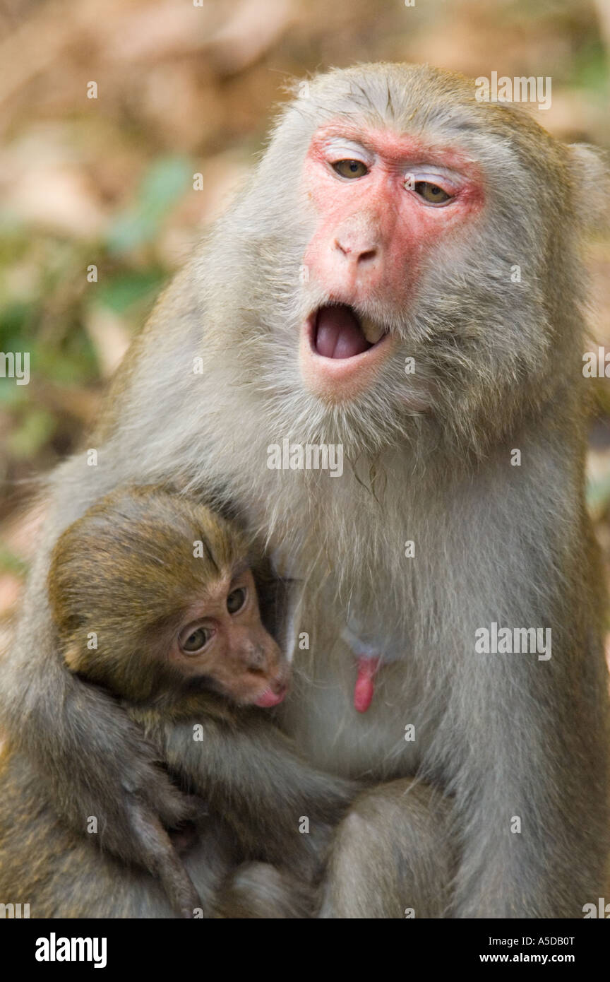 Stock photo of mother and child Formosan Rock Monkeys also known as a Taiwanese Macaque near Ershui Taiwan Stock Photo