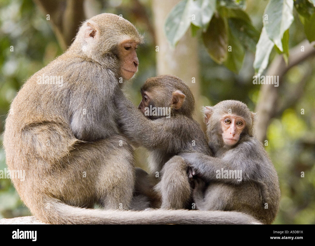 Stock photo of mother and children Formosan Rock Monkeys also known as a Taiwanese Macaque near Ershui Taiwan Stock Photo