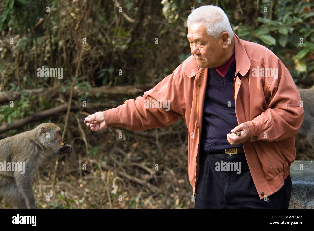 Stock photo of a man feeding Formosan Rock Monkey near Ershui Taiwan Tourists are not meant to feed the monkeys in this area Stock Photo