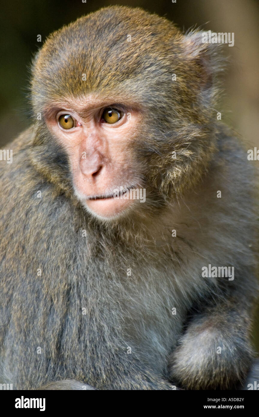 Stock photo of a Formosan Rock Monkey also known as a Taiwanese Macaque near Ershui Taiwan Stock Photo