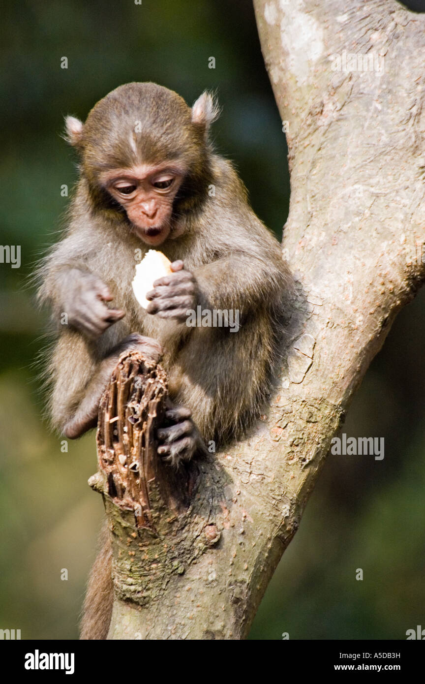 Stock photo of a young Formosan Rock Monkey also known as a Taiwanese Macaque near Ershui Taiwan Stock Photo