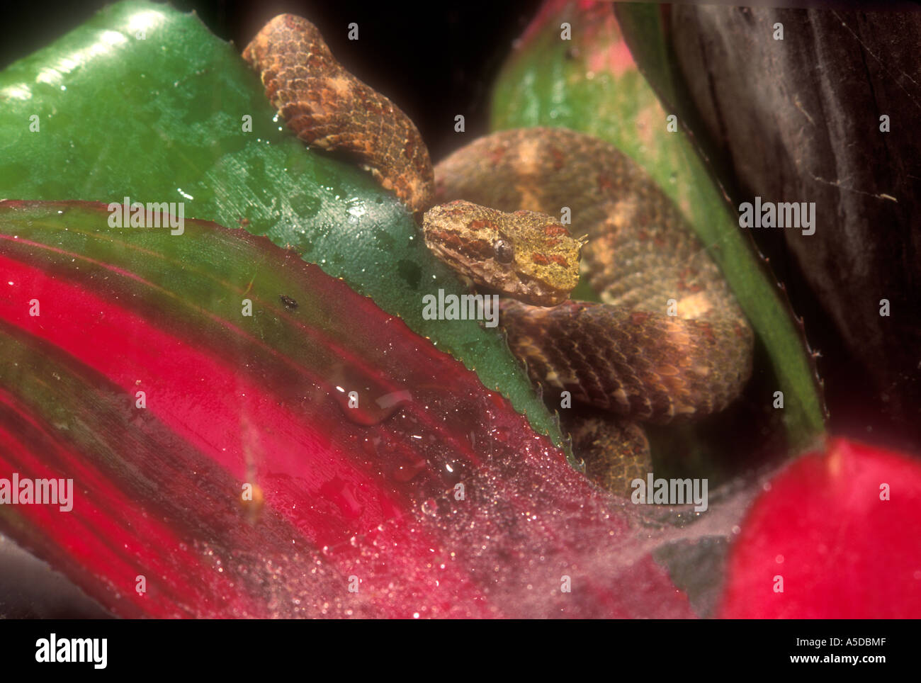 Eyelash palm pit viper (Bothriechis schlegelii) Posed in bromeliad with spider web. Stock Photo