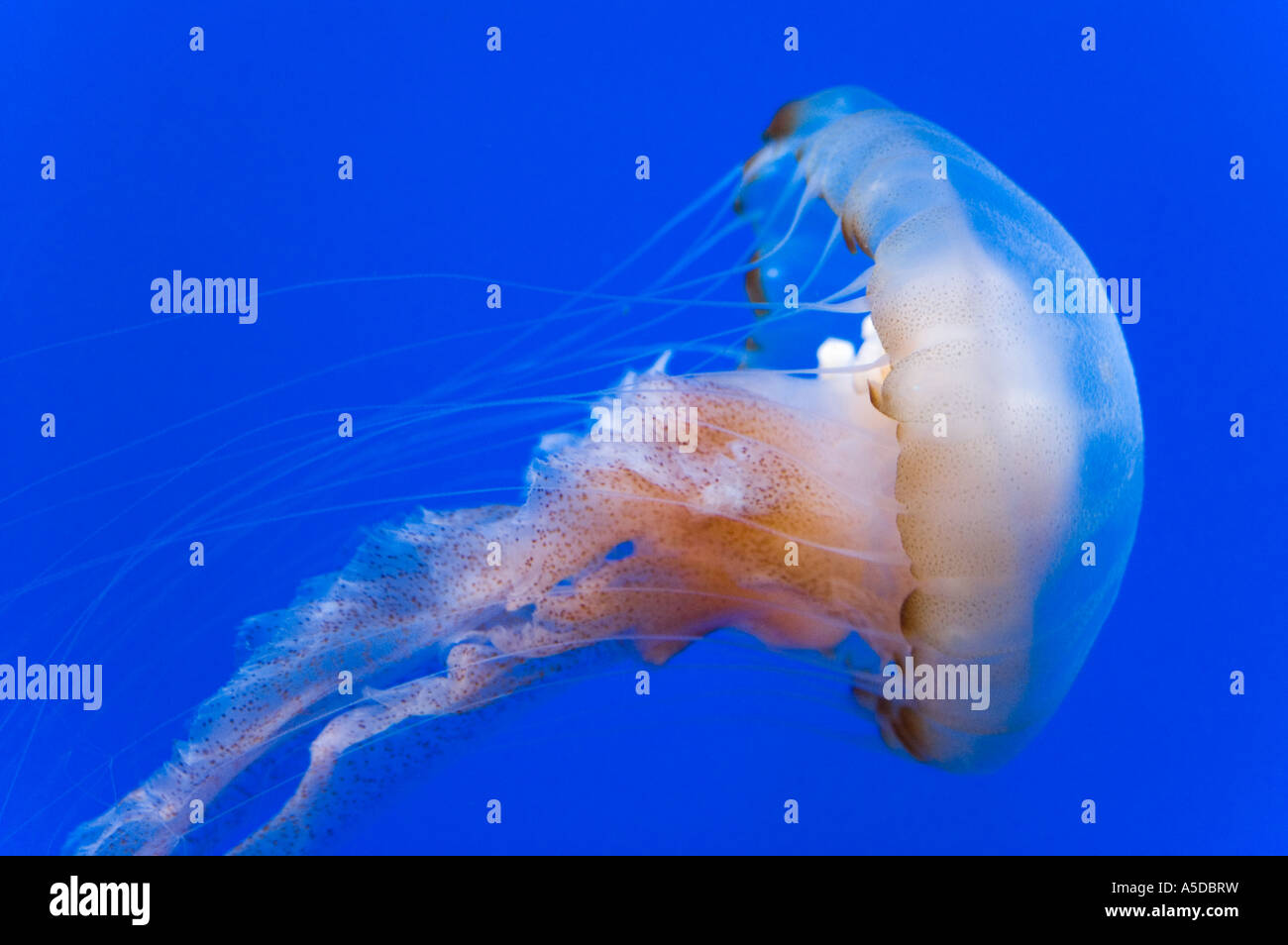 Stock photo of a single jellyfish on a blue background Stock Photo - Alamy