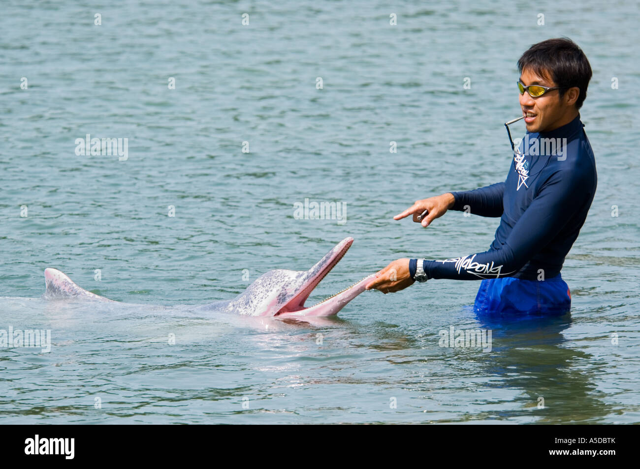 Stock photo of a trainer with a pink dolphin in the Dolphin Lagoon on Sentosa Island Singapore Stock Photo