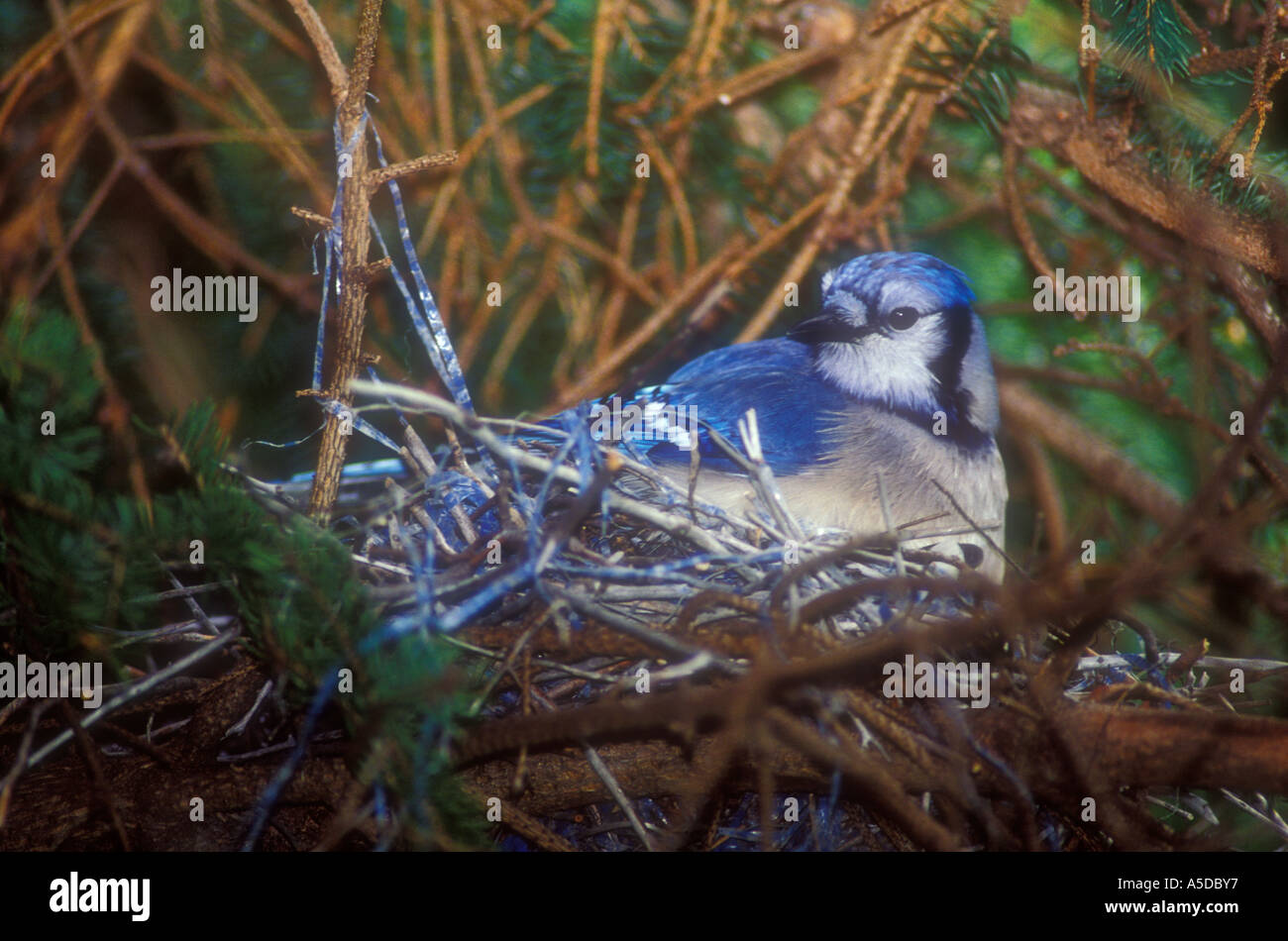 Blue Jay Cyanocitta Cristata Adult Incubating Eggs In Stick Nest Decorated With Blue Material Wanup Ontario Stock Photo Alamy