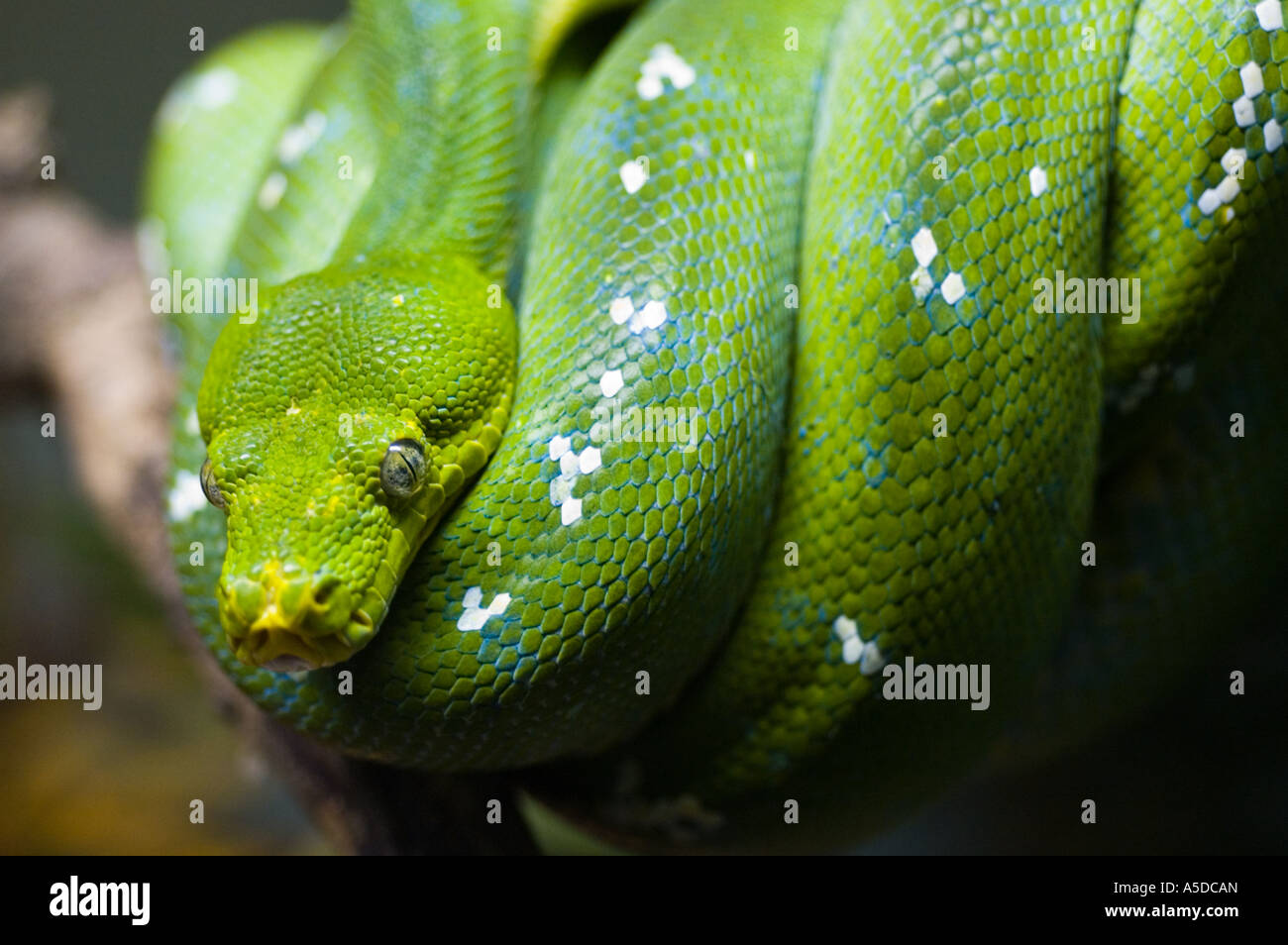 Stock photo of a green tree python Morelia viridis Stock Photo - Alamy