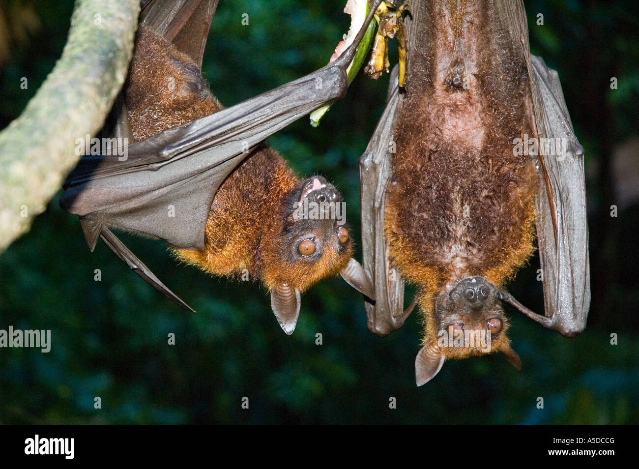 Stock photo of two fruit bats hanging upside down from branch Stock