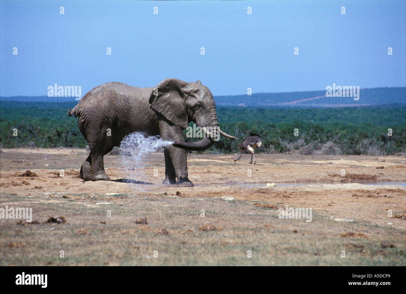Elephant and ostrich at water whole Stock Photo - Alamy