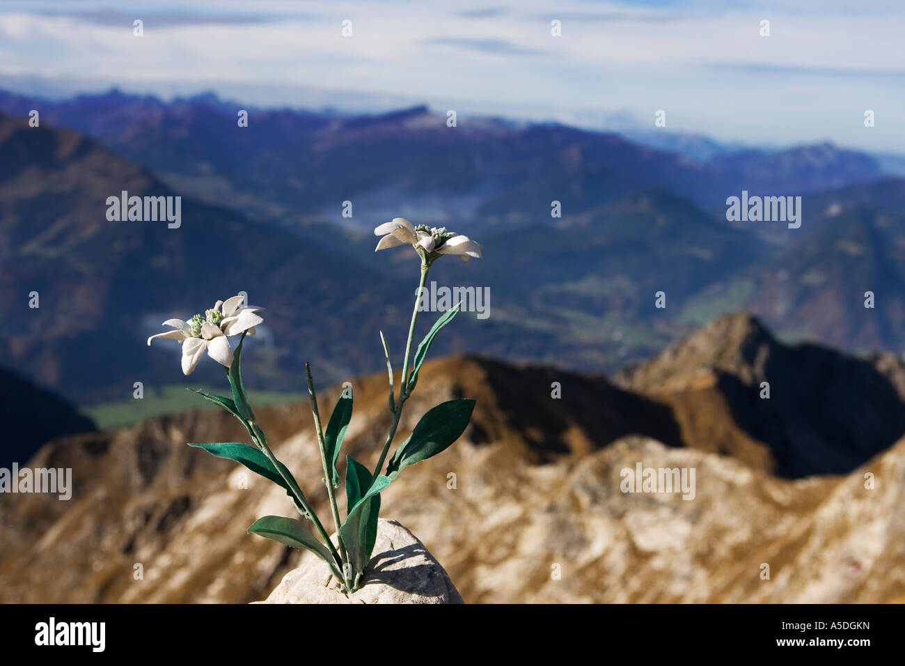 Artificial edelweiss flowers on the terrace at the Nebelhorn summit