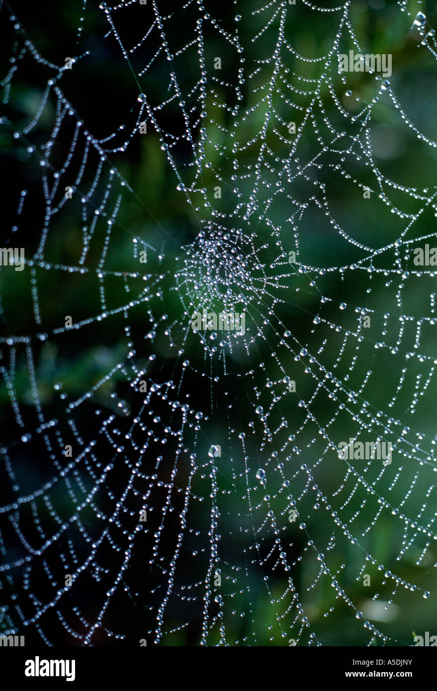 Spiders Web With Water Droplets Stock Photo