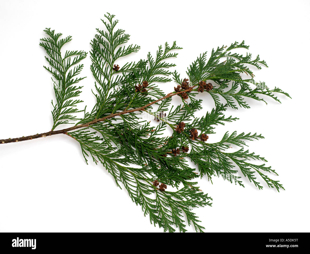 Fir Tree Leaves