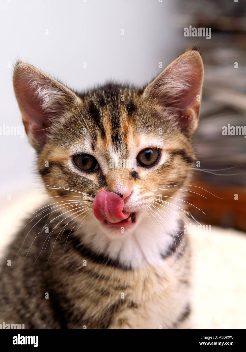 Six Week Old Kitten Licking Her Lips Stock Photo Alamy